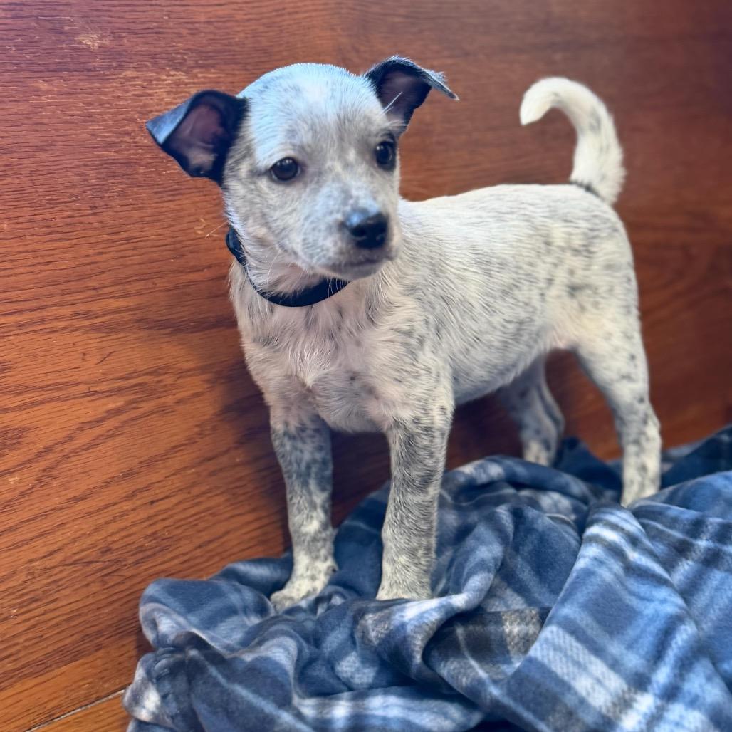 Enlarge PROMISE, a Adoptable Terrier in Atco, NJ image 2/6