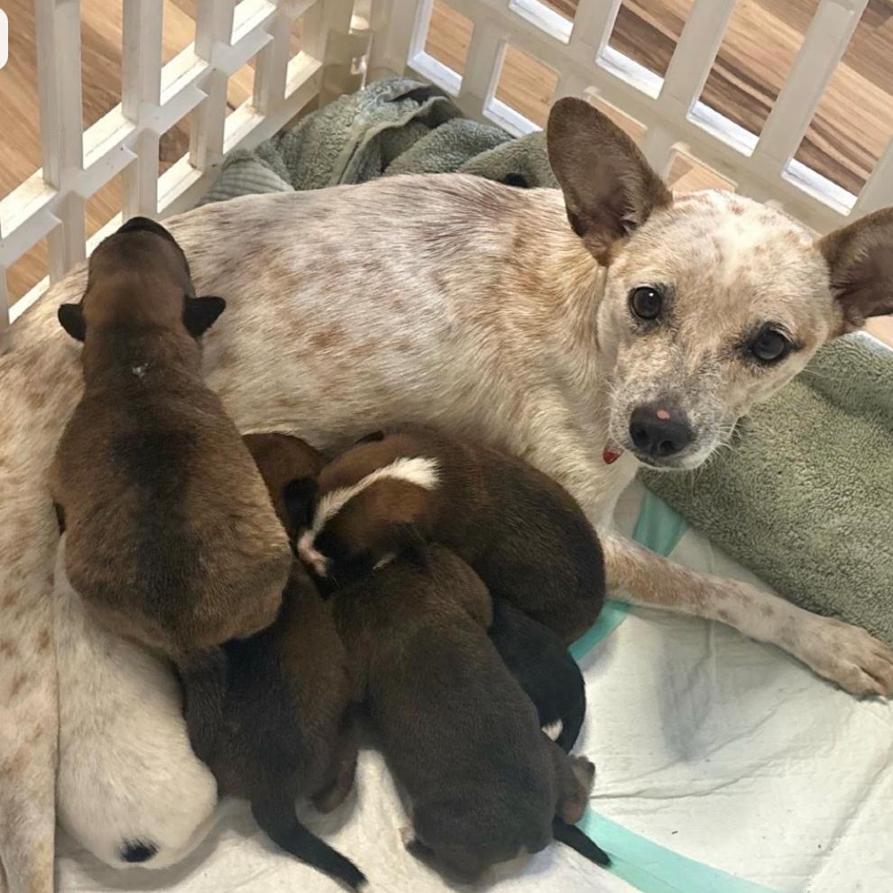 Enlarge PROMISE, a Adoptable Terrier in Atco, NJ image 4/6