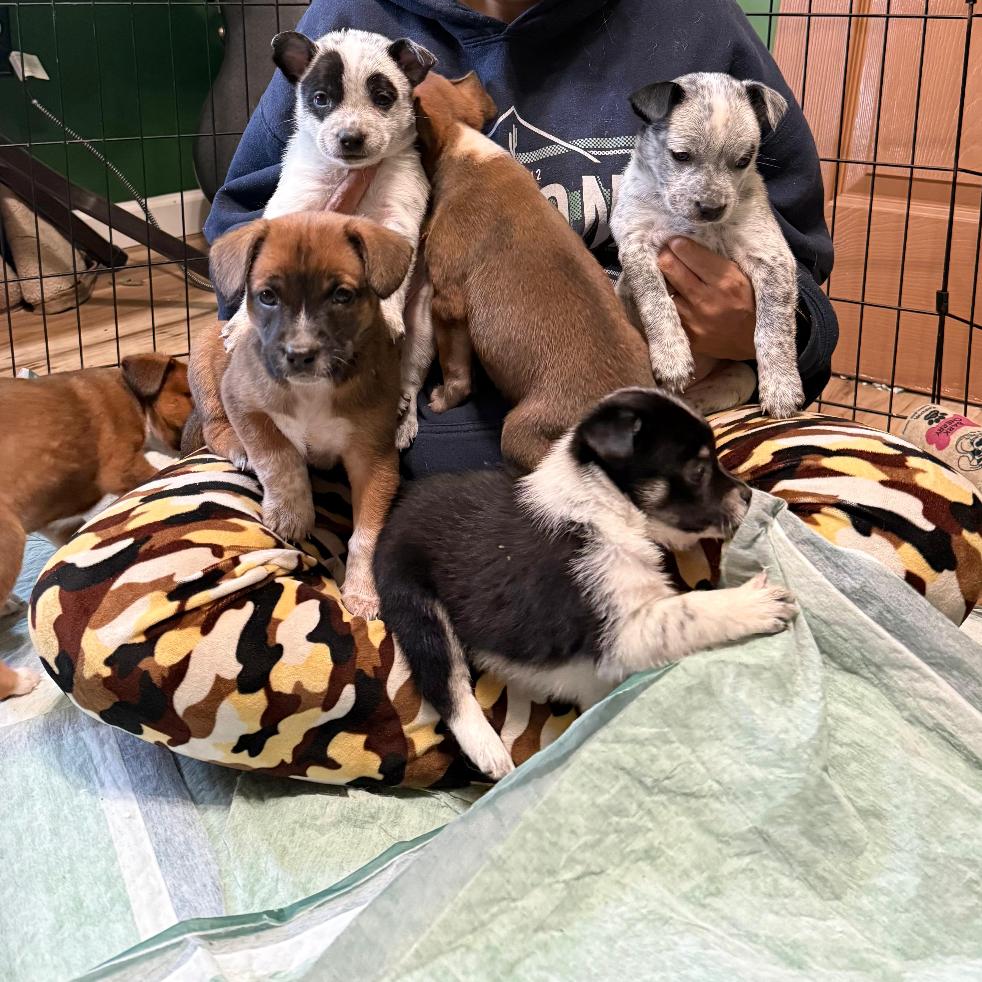 Enlarge PROMISE, a Adoptable Terrier in Atco, NJ image 5/6