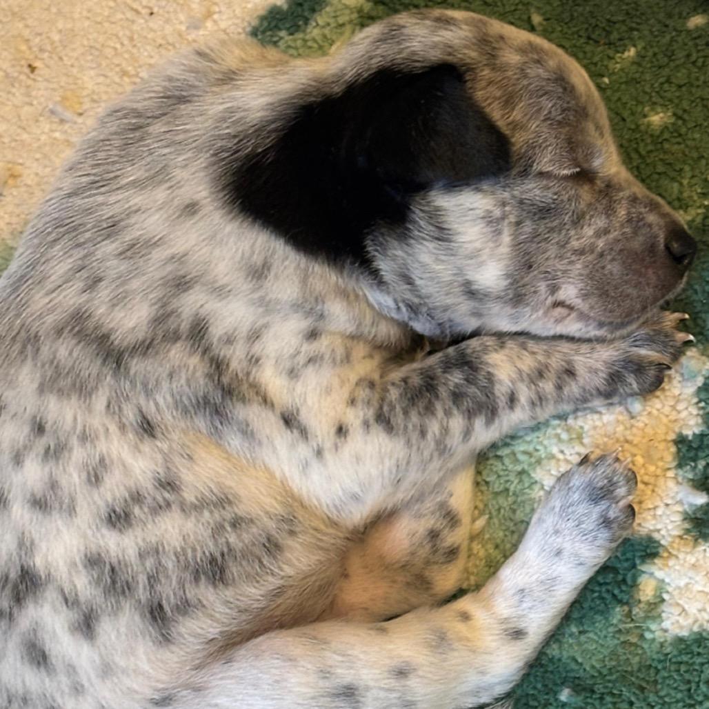 Enlarge PROMISE, a Adoptable Terrier in Atco, NJ image 6/6