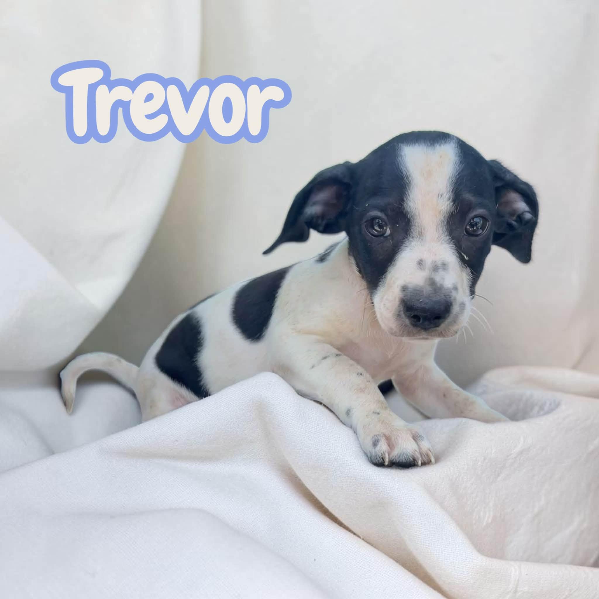 Enlarge Trevor - sweet, social chiweenie, a Adoptable mixed breed in Greeneville, TN image 3/5