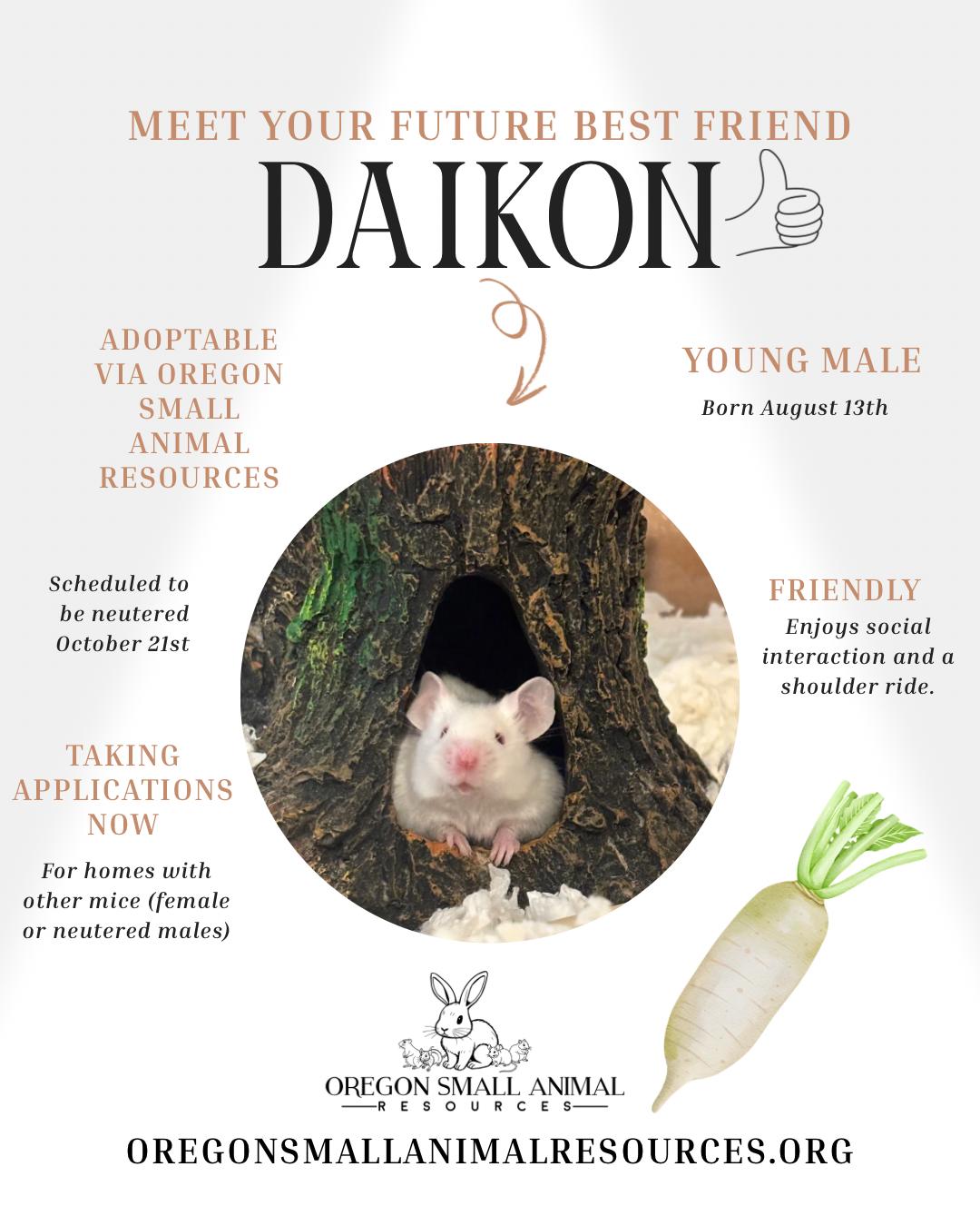 Daikon, Adoptable, Baby Male Mouse.