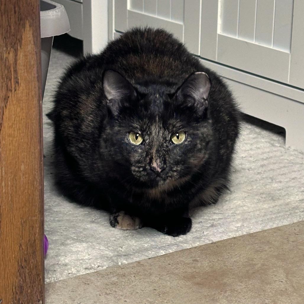 Katelyn C3002, Adoptable, Adult Female Domestic Short Hair & Domestic Short Hair.