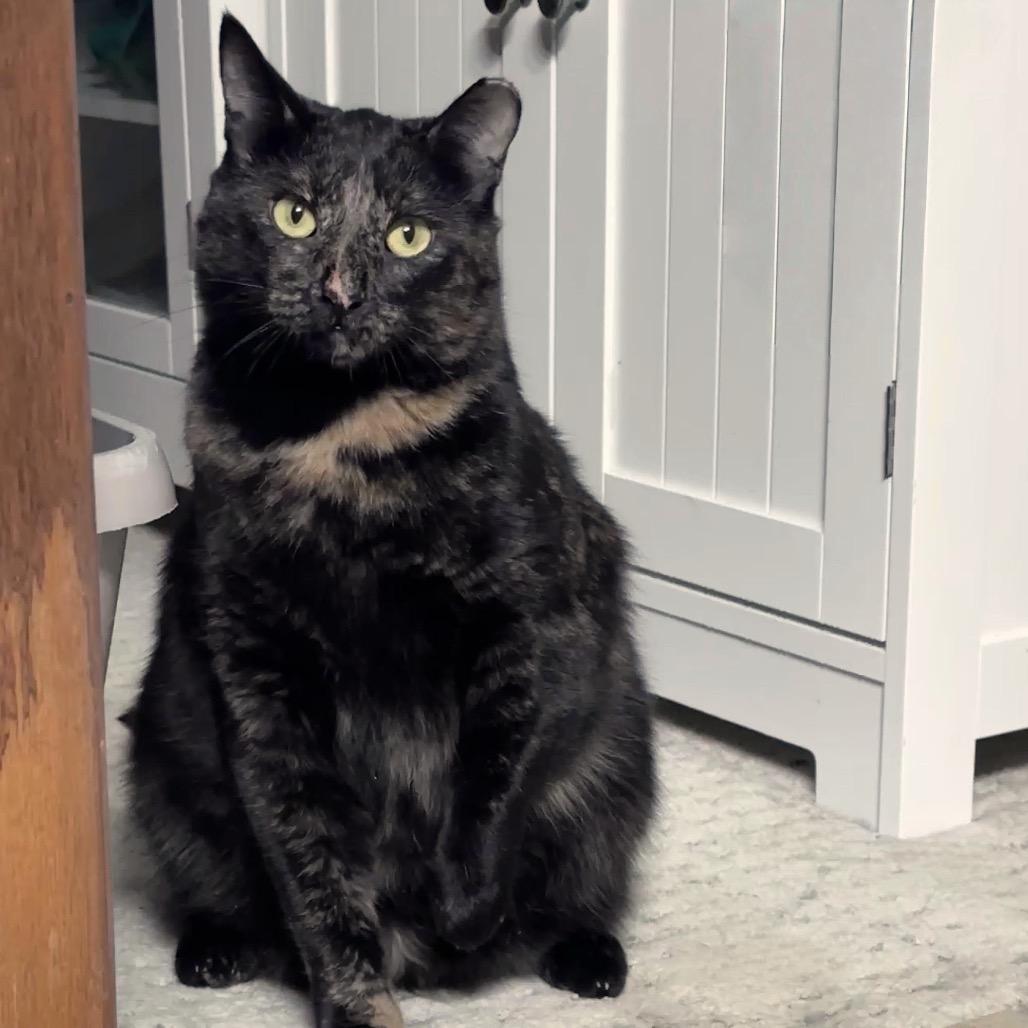 Katelyn C3002, Adoptable, Adult Female Domestic Short Hair & Domestic Short Hair.