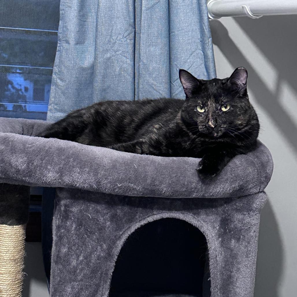 Enlarge Katelyn C3002, a Adoptable mixed breed in Minneapolis, MN image 3/6