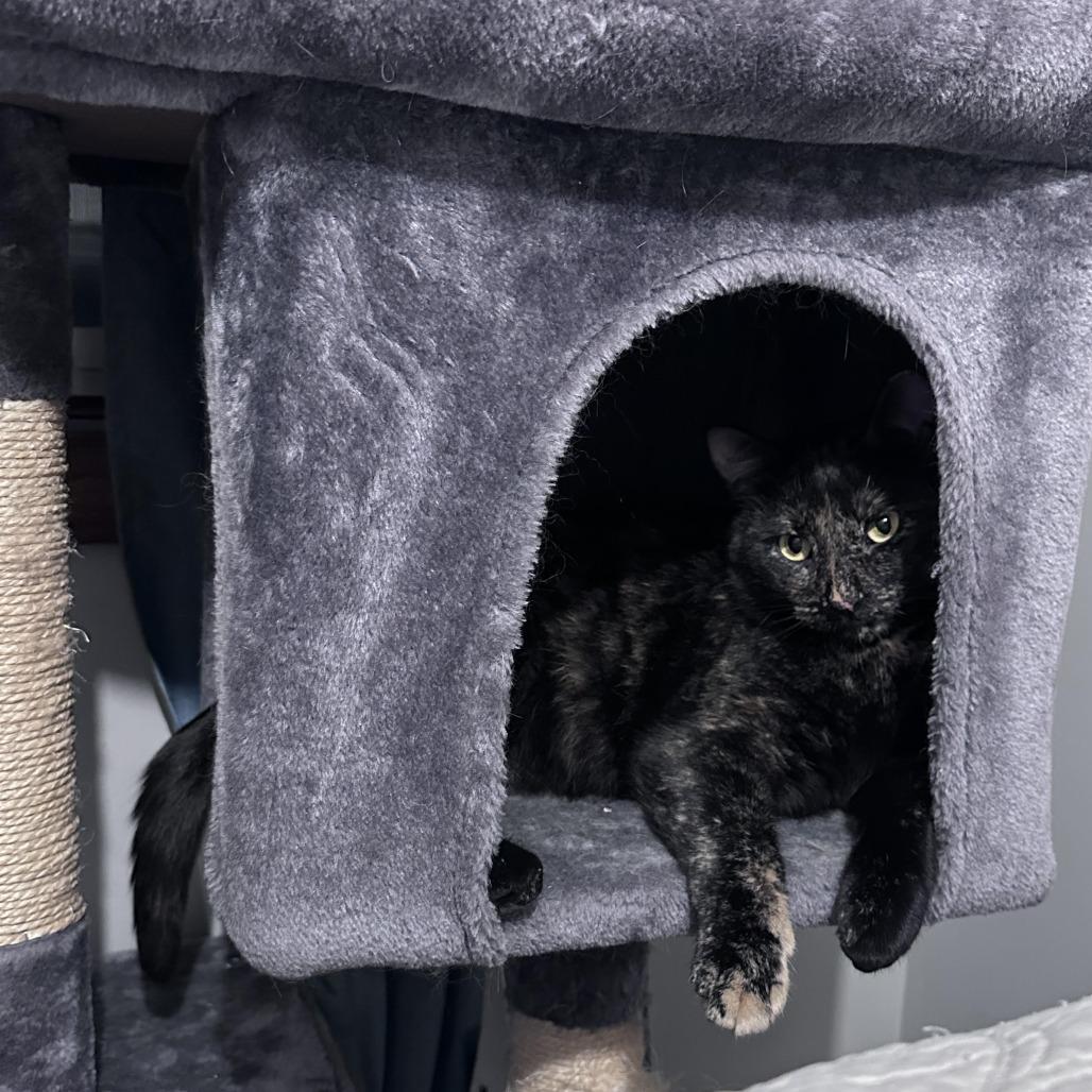 Enlarge Katelyn C3002, a Adoptable mixed breed in Minneapolis, MN image 4/6