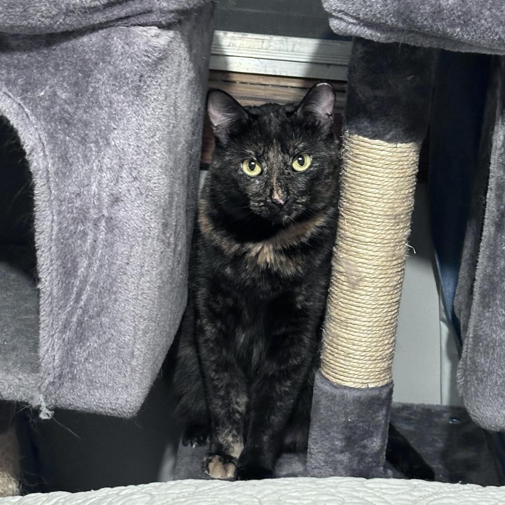 Enlarge Katelyn C3002, a Adoptable mixed breed in Minneapolis, MN image 6/6