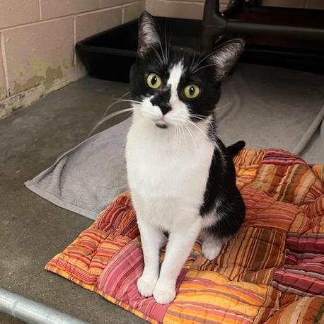 Gotti, Adoptable, Adult Male Domestic Short Hair.