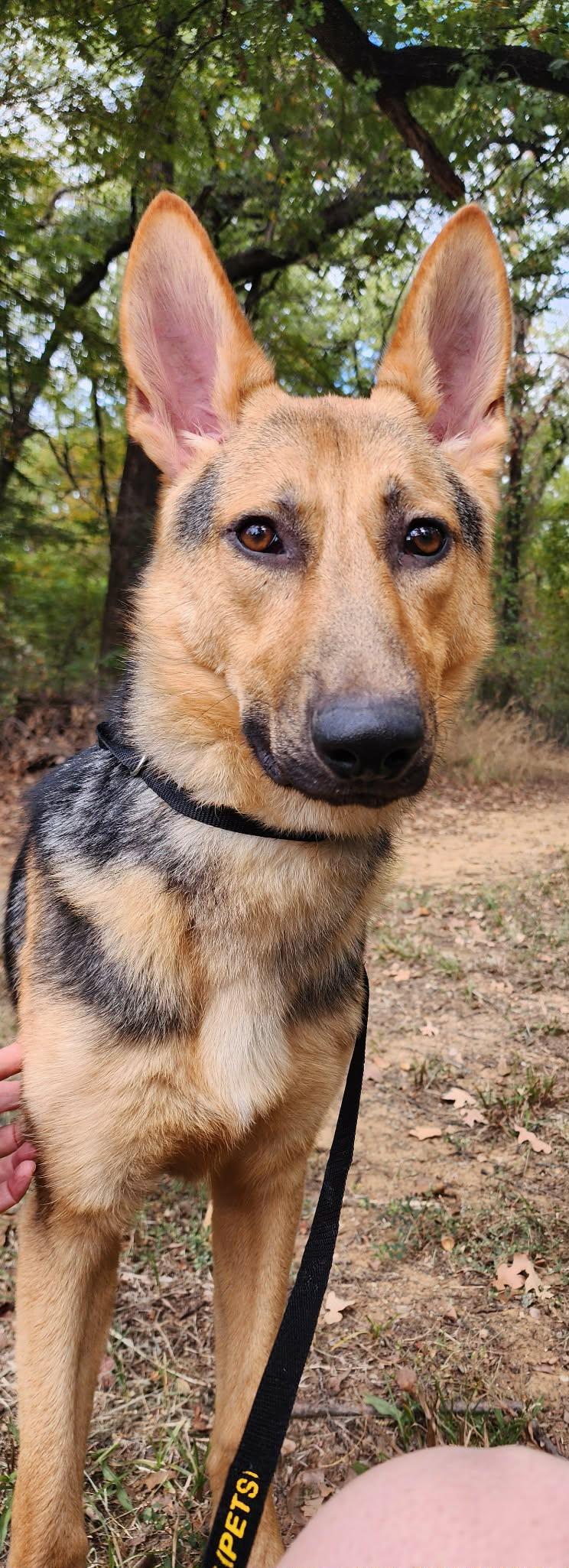 Enlarge Howard, a ADOPTABLE German Shepherd Dog in Mesquite , TX image 3/6
