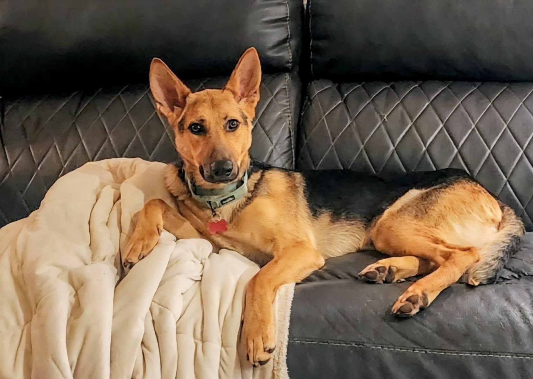 Enlarge Howard, a ADOPTABLE German Shepherd Dog in Mesquite , TX image 2/6