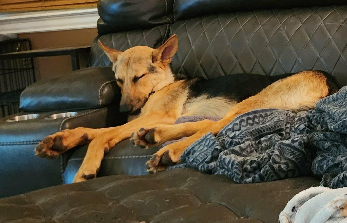 Enlarge Howard, a ADOPTABLE German Shepherd Dog in Mesquite , TX image 4/6