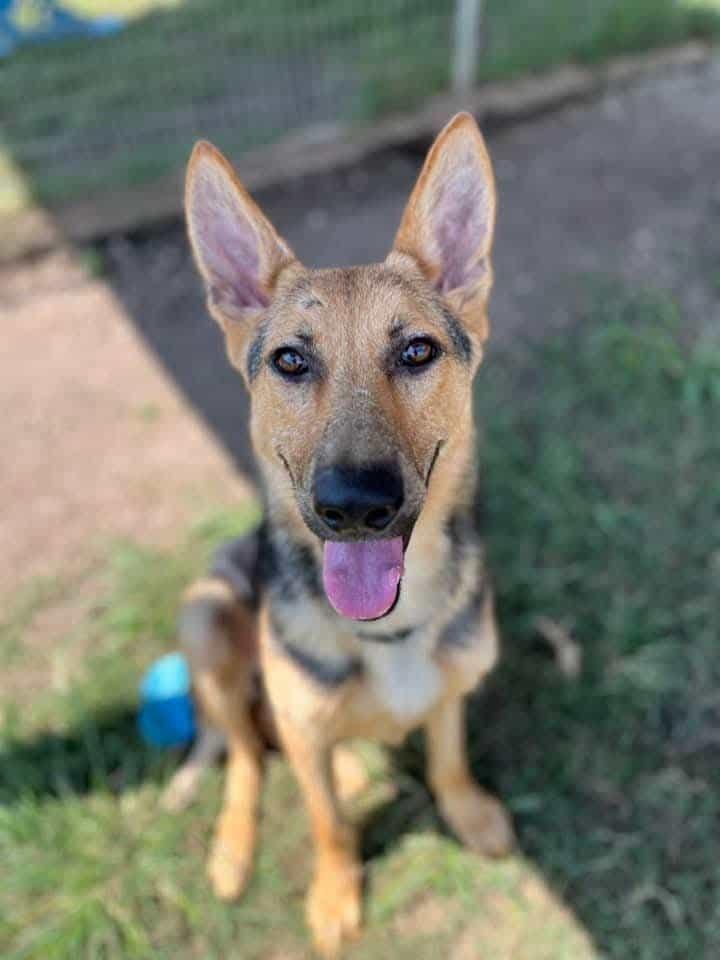 Enlarge Howard, a ADOPTABLE German Shepherd Dog in Mesquite , TX image 1/6