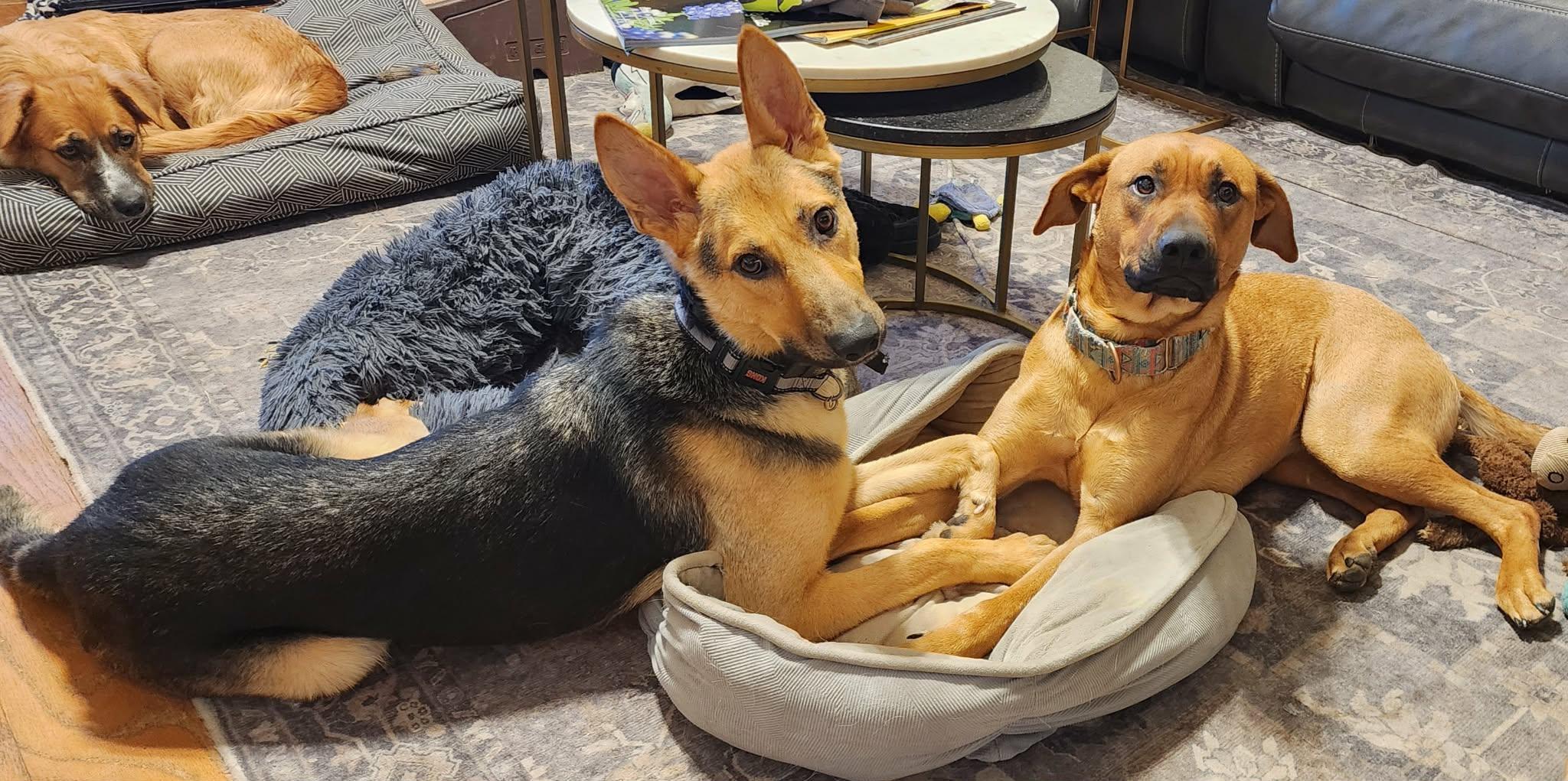 Enlarge Howard, a ADOPTABLE German Shepherd Dog in Mesquite , TX image 5/6