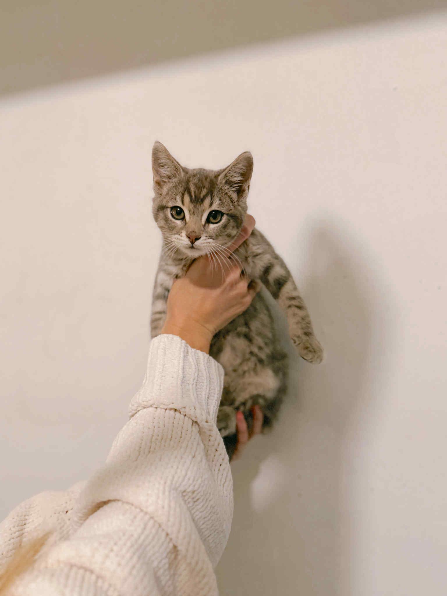 Axl, an adoptable Domestic Short Hair in Campbellsville, KY image 2/3