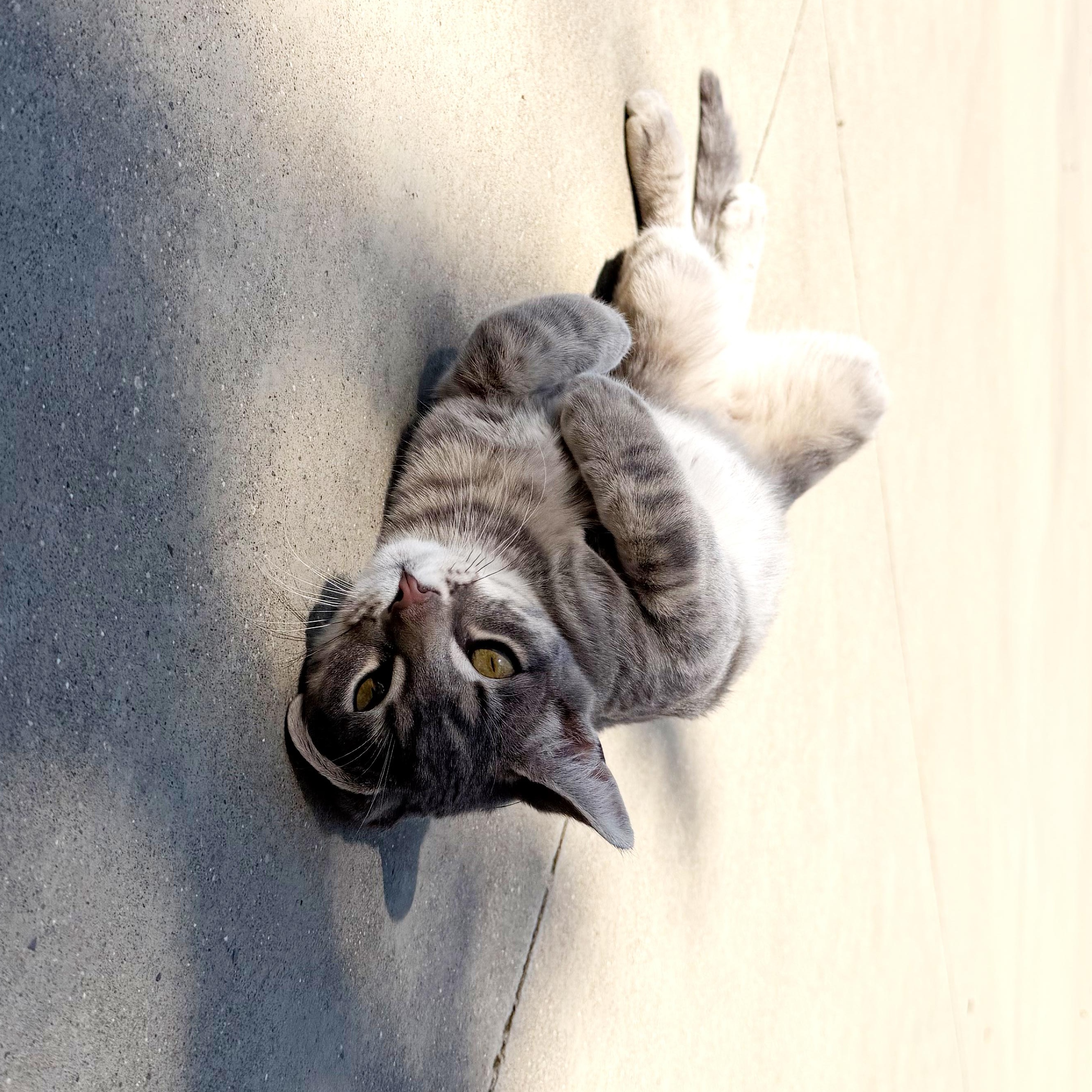 Enlarge Axl, an adoptable Domestic Short Hair in Campbellsville, KY image 4/5