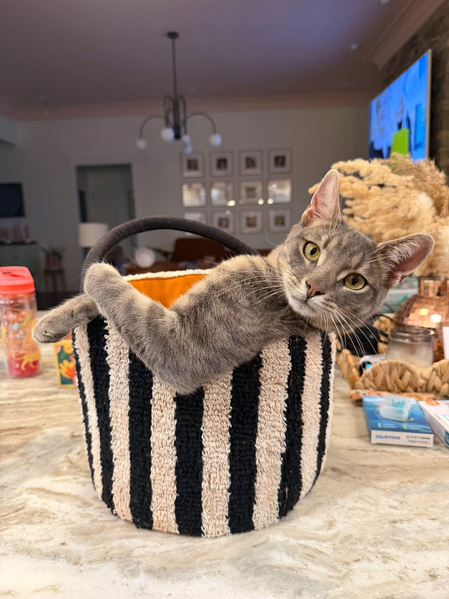 Axl, Adoptable, Kitten Male Domestic Short Hair.