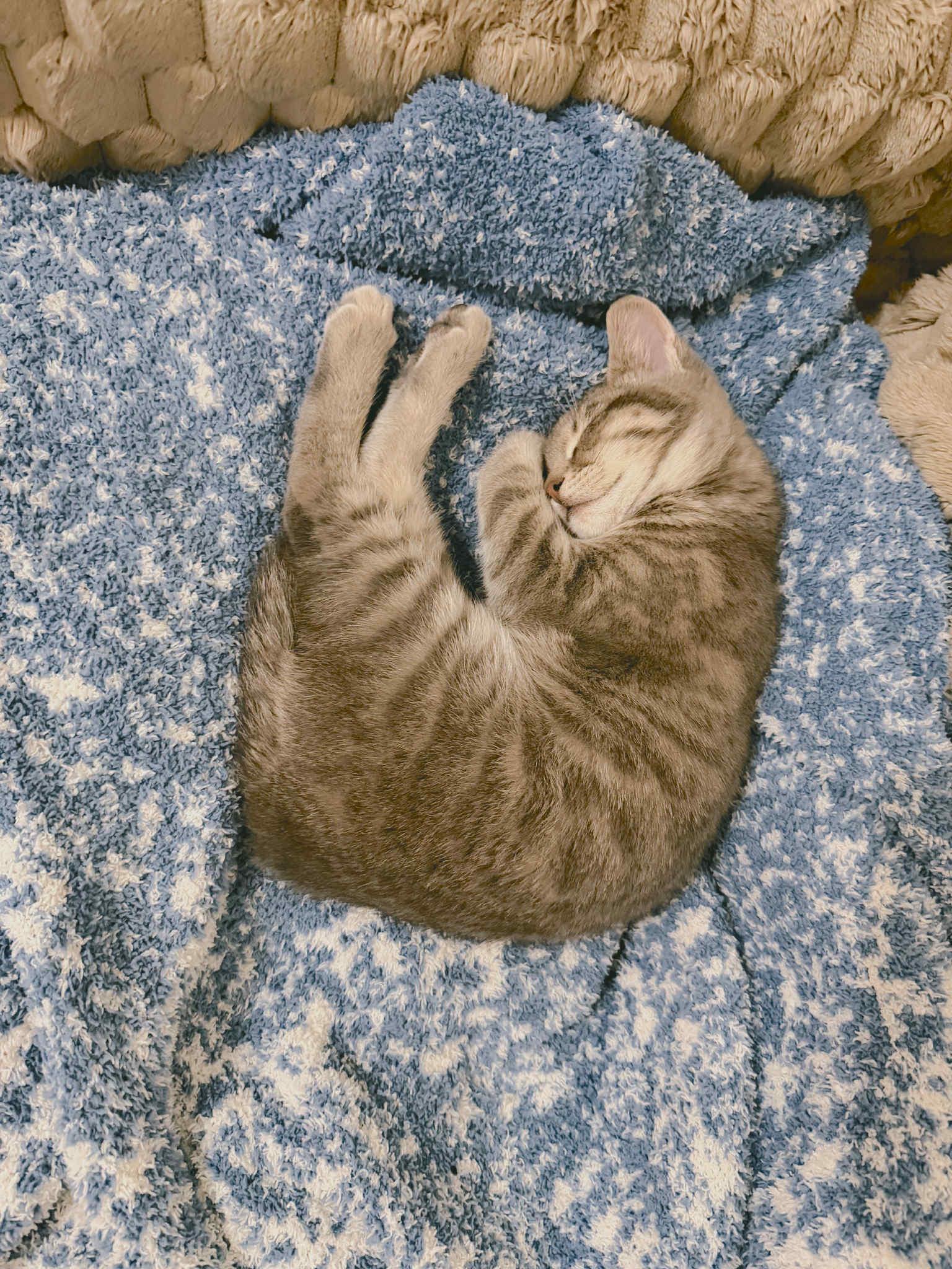 Axl, an adoptable Domestic Short Hair in Campbellsville, KY image 3/3