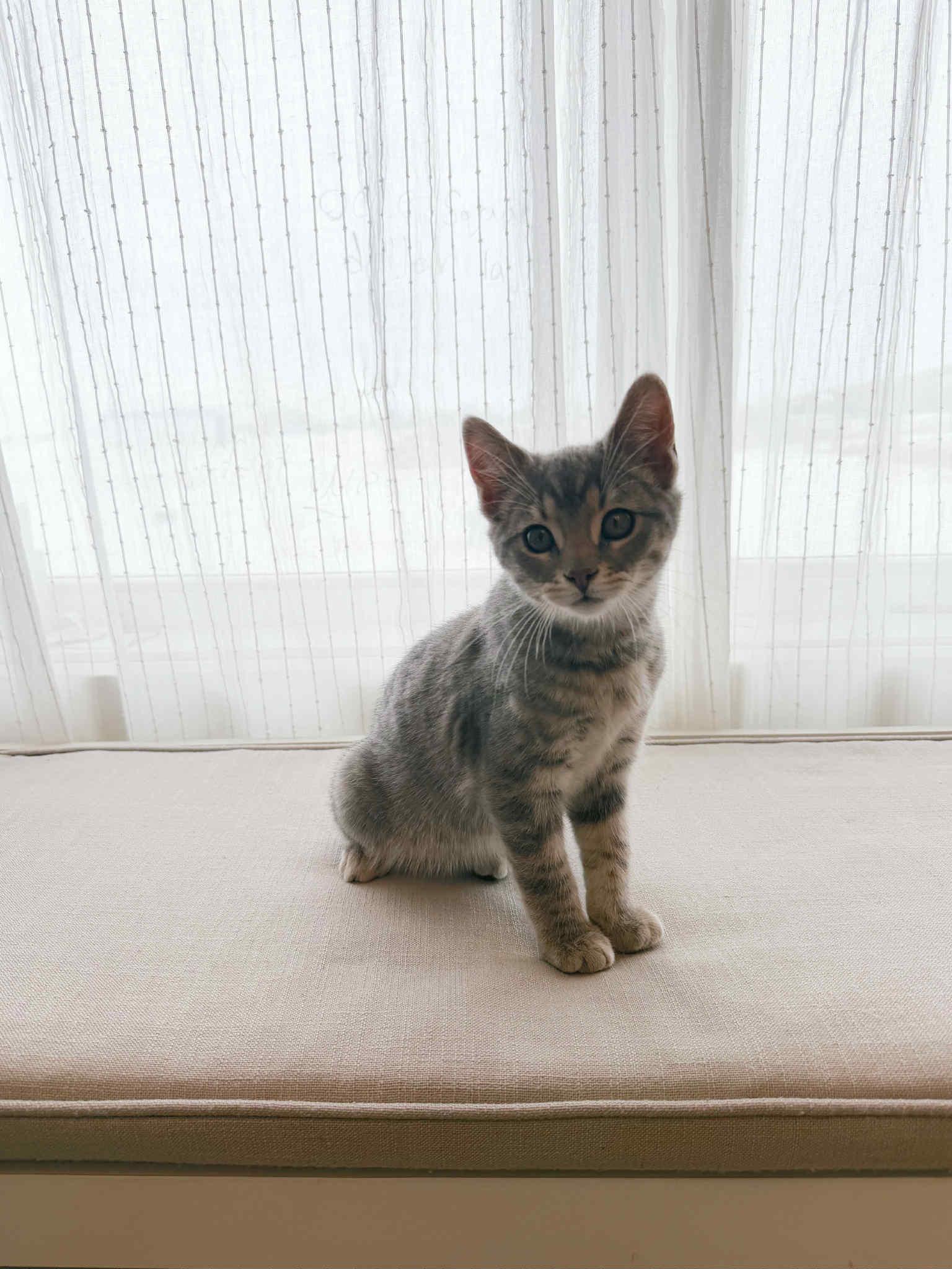 Axl, an adoptable Domestic Short Hair in Campbellsville, KY image 1/3