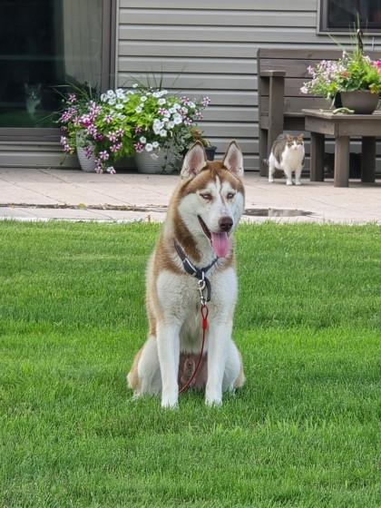 Enlarge Jake, a Adoptable mixed breed in Humboldt, IA image 1/1