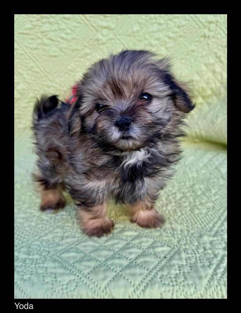 Yoda, Adopted, Puppy Male Shih Tzu & Mixed Breed.