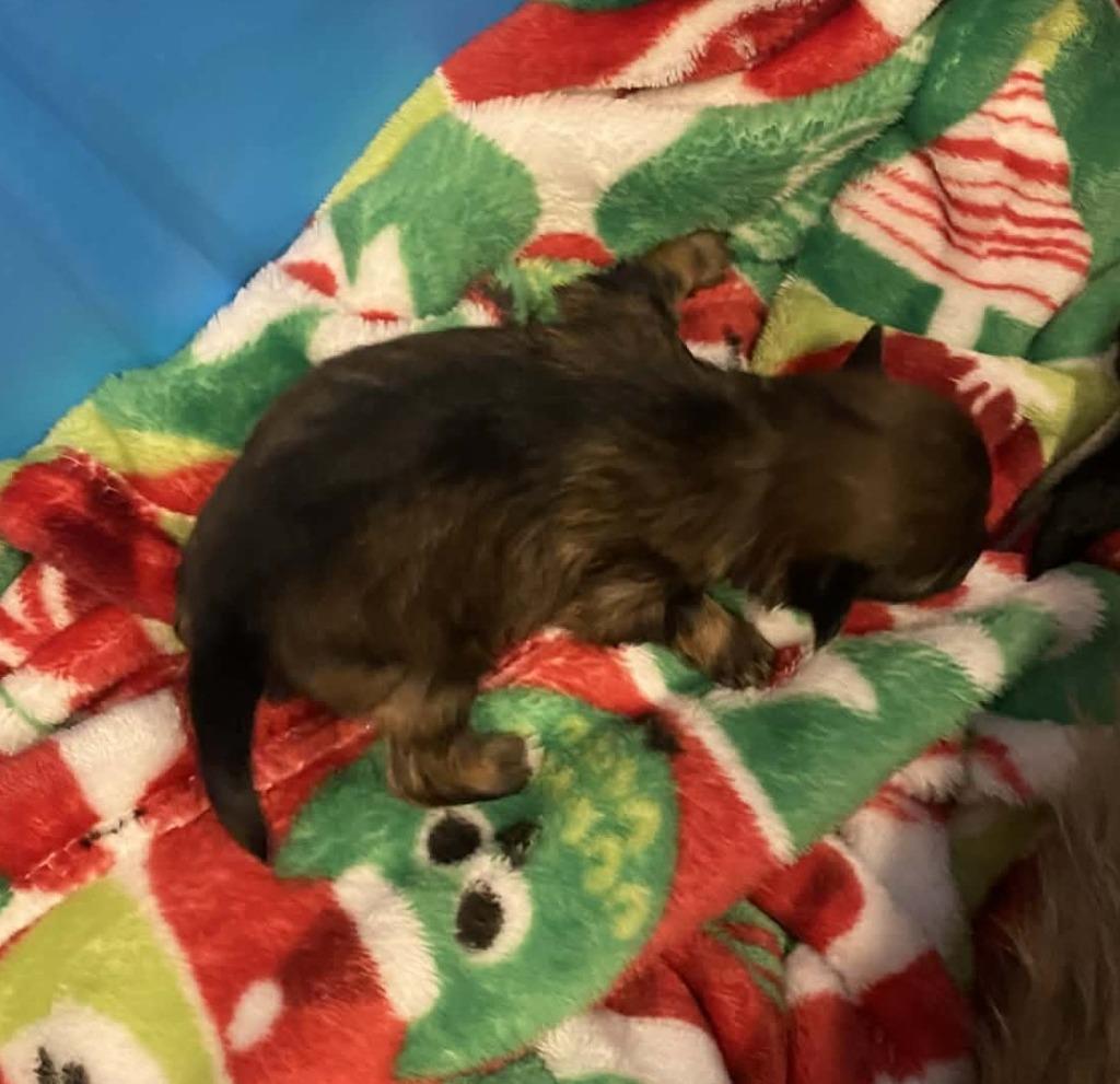 Enlarge Yoda, a Adopted mixed breed in Chino Valley, AZ image 2/5