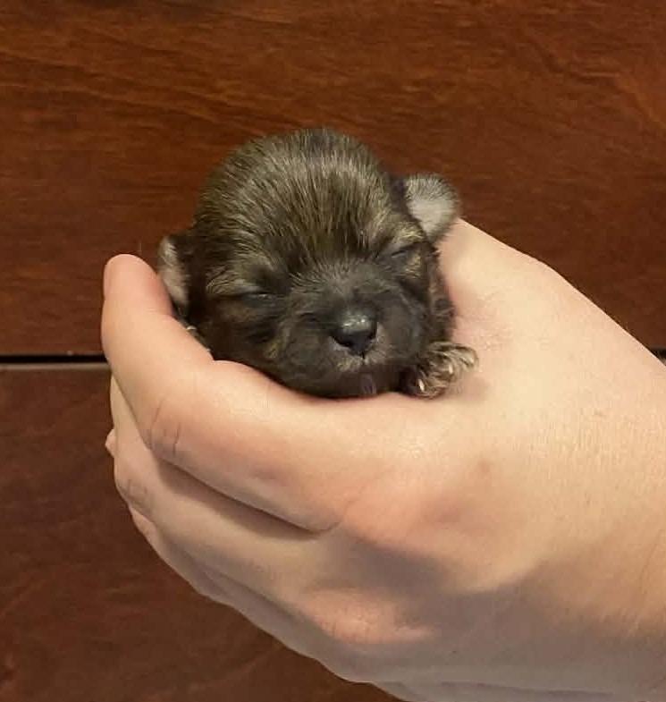 Enlarge Yoda, a Adopted mixed breed in Chino Valley, AZ image 3/5