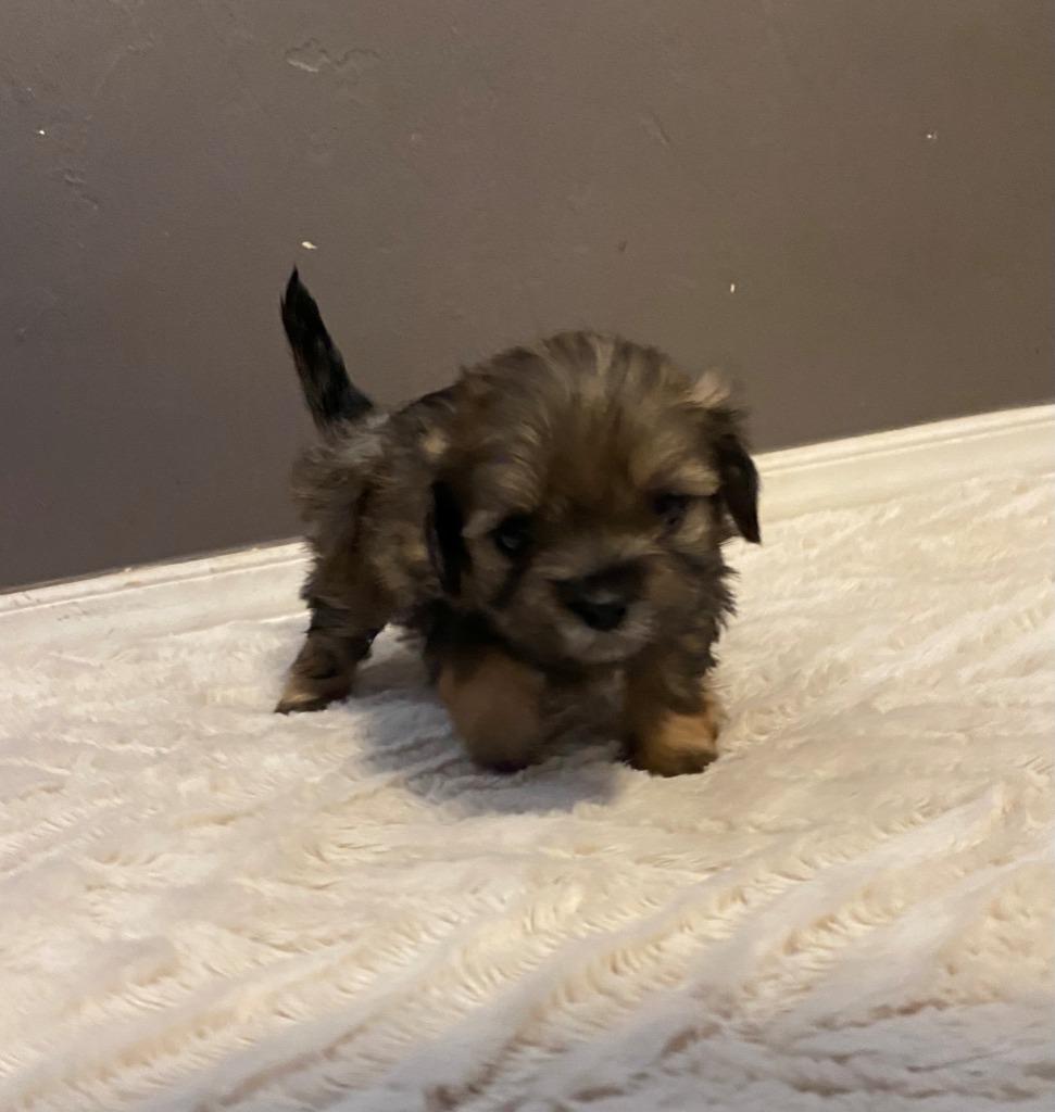 Enlarge Yoda, a Adopted mixed breed in Chino Valley, AZ image 4/5