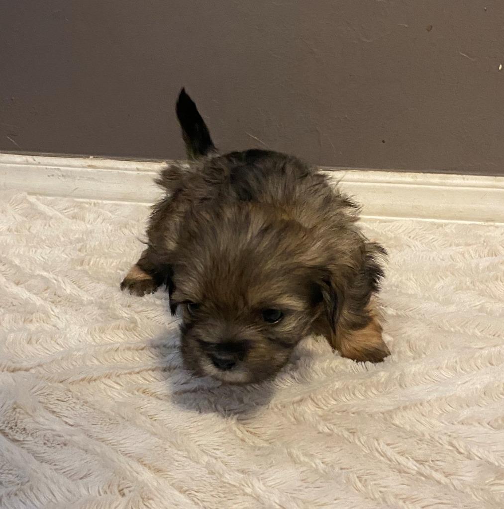 Enlarge Yoda, a Adopted mixed breed in Chino Valley, AZ image 5/5