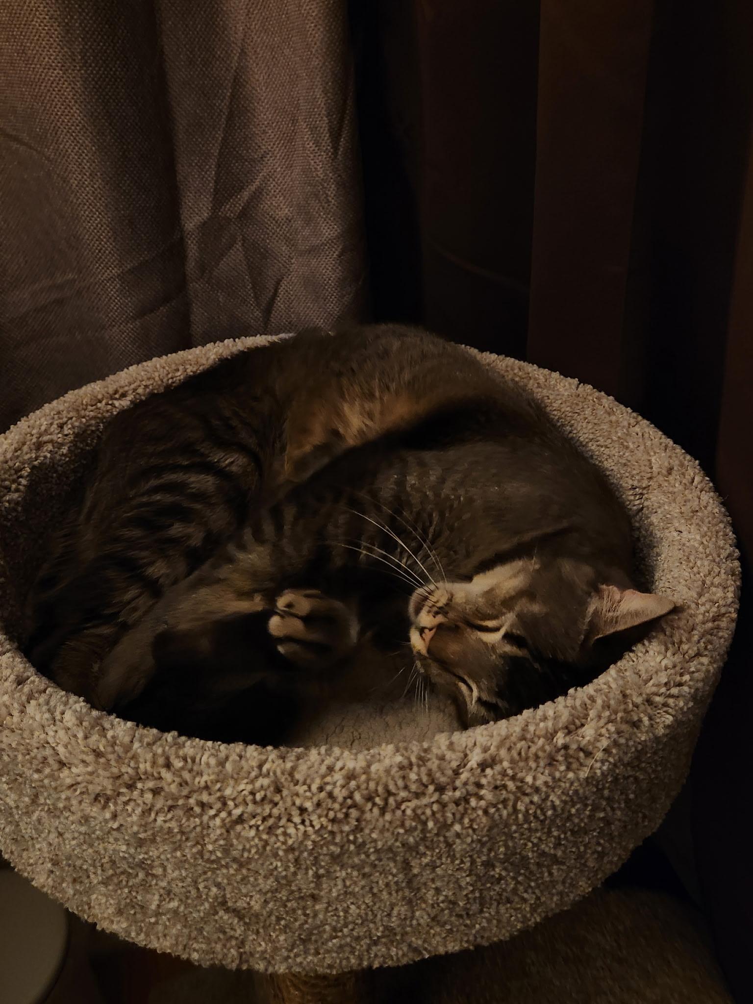 Enlarge Rex, a ADOPTABLE Tabby in Monrovia , CA image 2/2