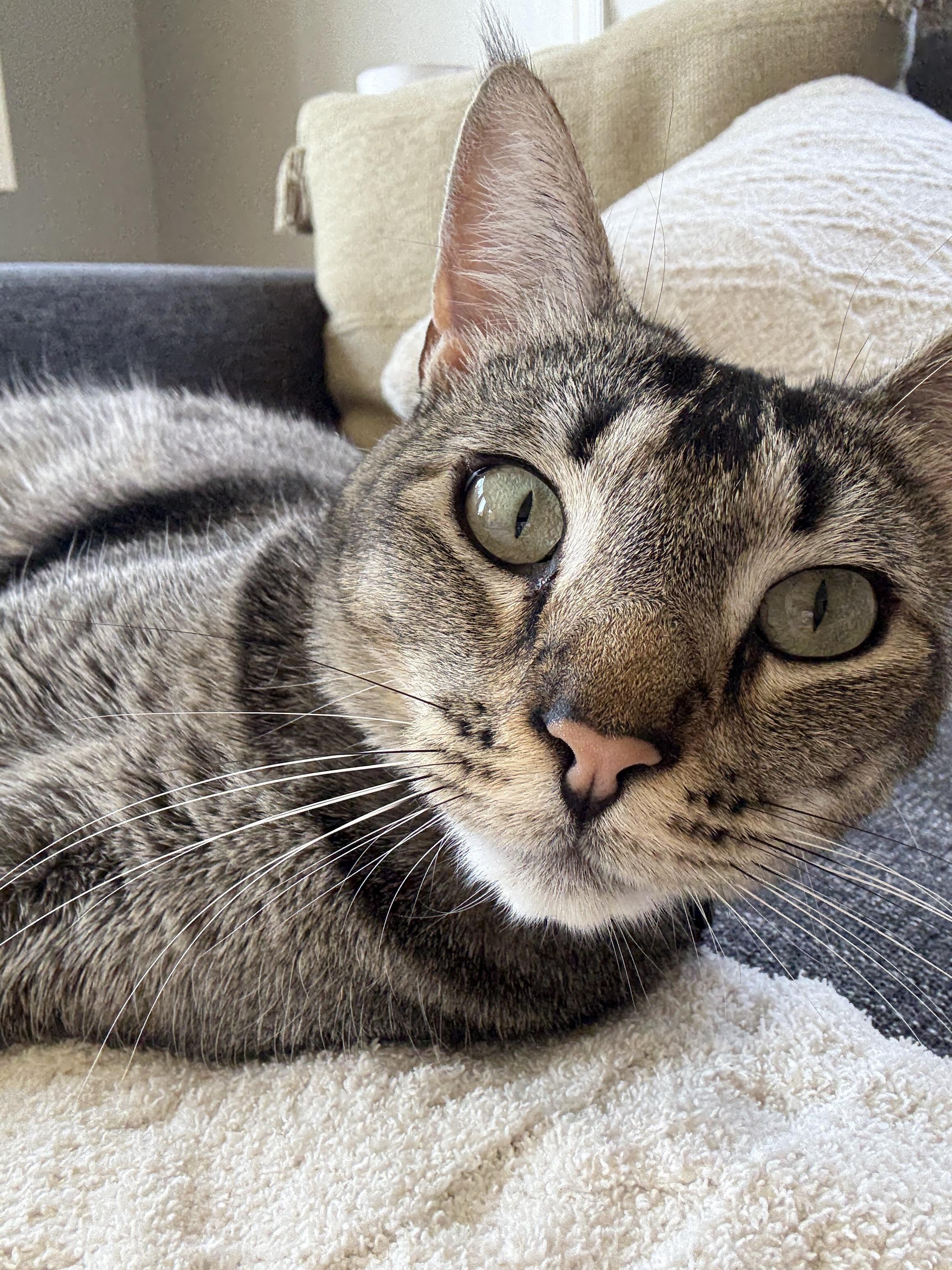Enlarge Rex, a ADOPTABLE Tabby in Monrovia , CA image 1/2