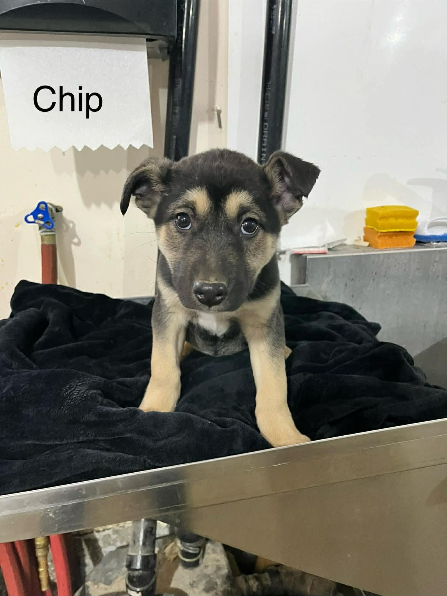 Chip, ADOPTABLE, Puppy Male German Shepherd Dog.