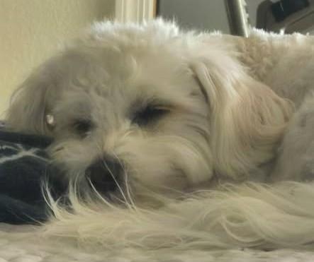 Bailey, adopted, Young Female Maltipoo.