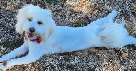 Enlarge Bailey, an adopted Maltipoo in Chino valley, AZ image 2/2