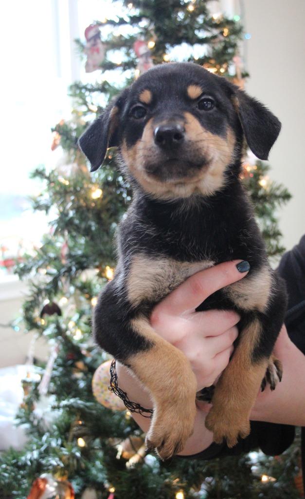 The Santa Clause, Adoptable, Puppy Female Shepherd & Mixed Breed.