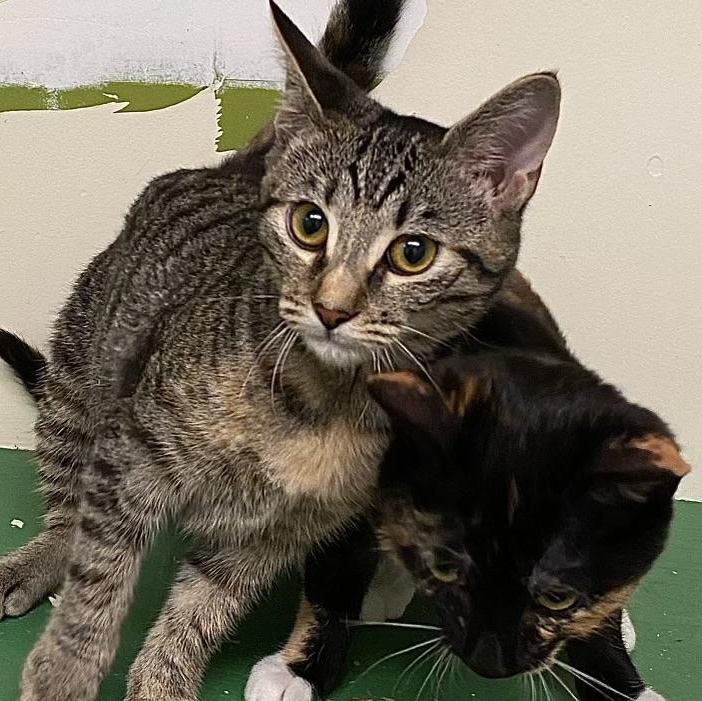 Abilene, Adoptable, Kitten Female Domestic Short Hair.