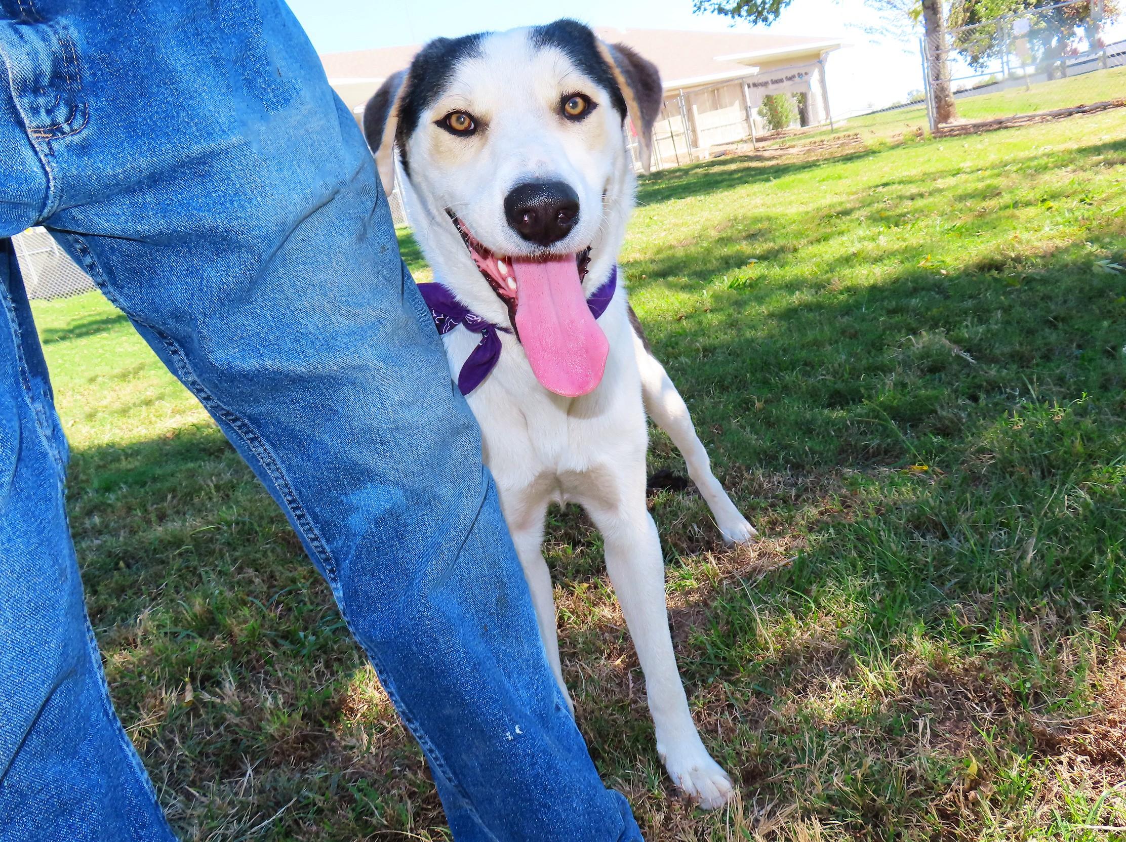 Enlarge Roscoe 26C-265, a Adoptable mixed breed in Rogers, AR image 3/5