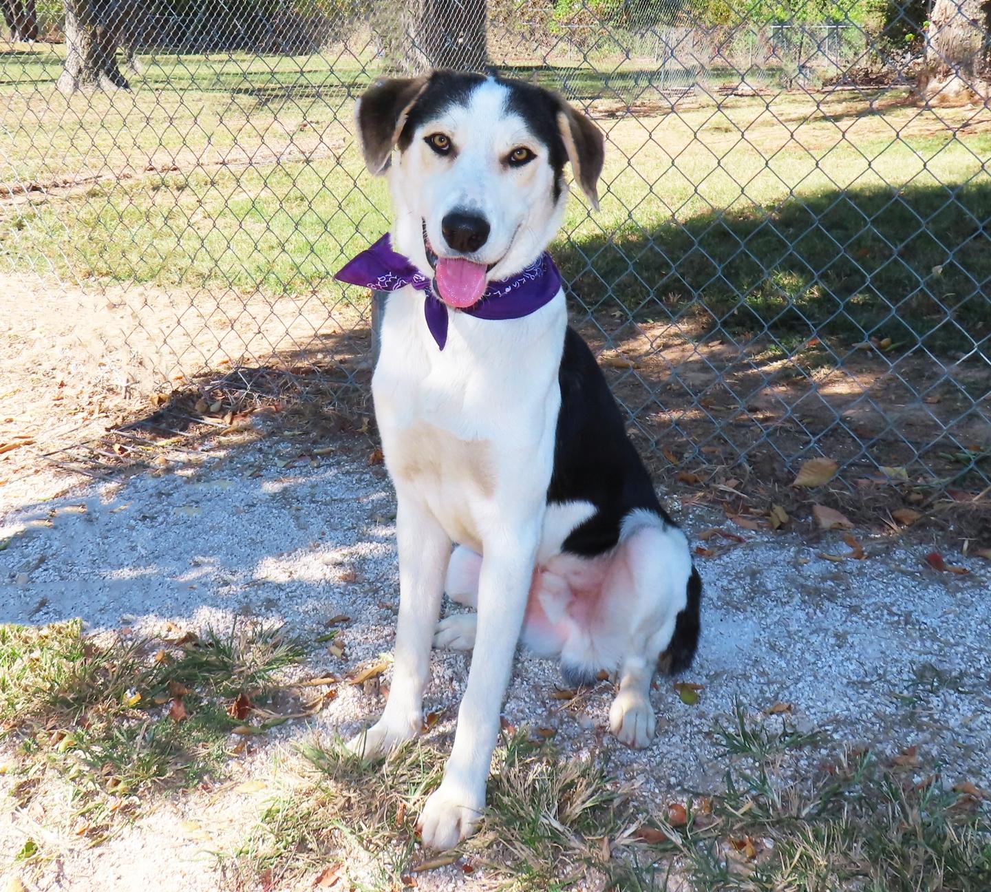 Enlarge Roscoe 26C-265, a Adoptable mixed breed in Rogers, AR image 5/5