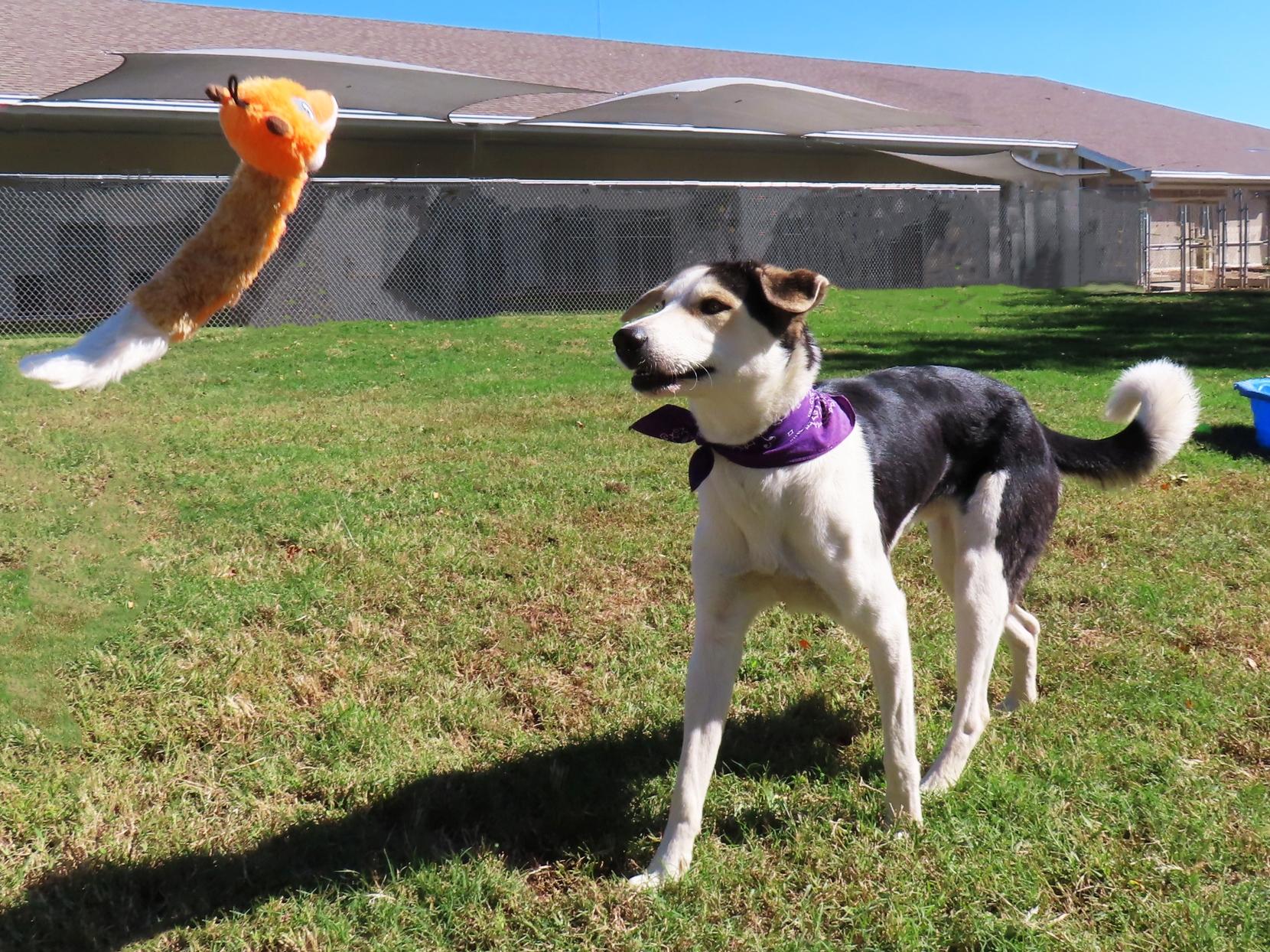 Enlarge Roscoe 26C-265, a Adoptable mixed breed in Rogers, AR image 4/5