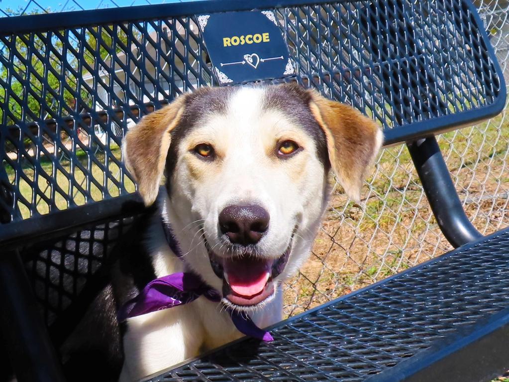 Roscoe 26C-265, Adoptable, Puppy Male Labrador Retriever & Anatolian Shepherd.