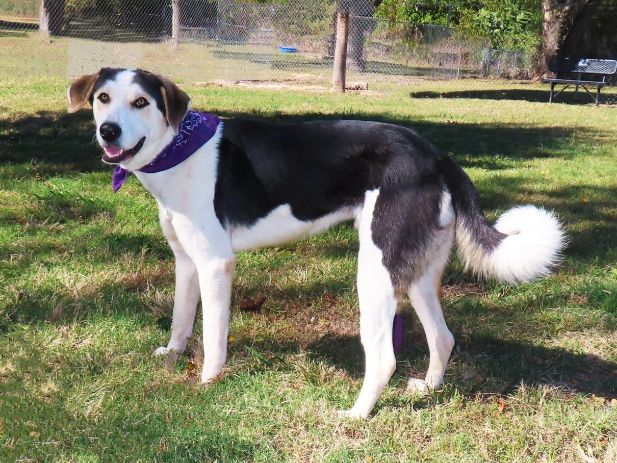 Enlarge Roscoe 26C-265, a Adoptable mixed breed in Rogers, AR image 2/5
