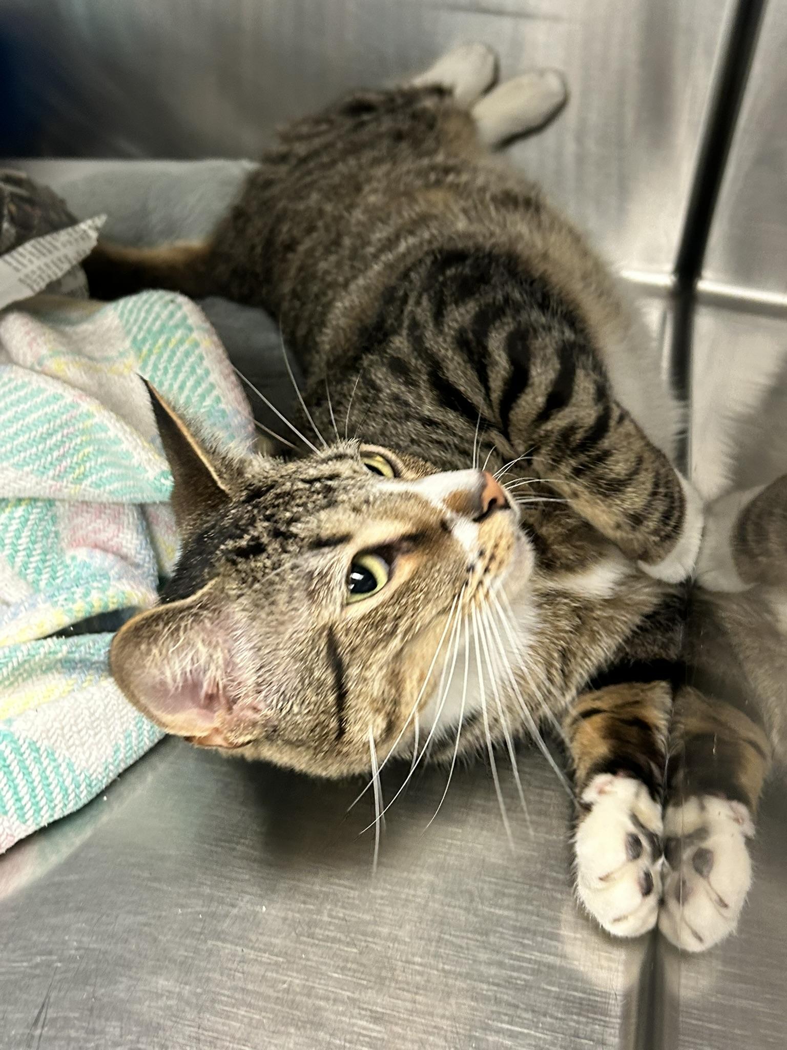 Bode, a ADOPTABLE Domestic Short Hair in Sudbury, MA image 3/3