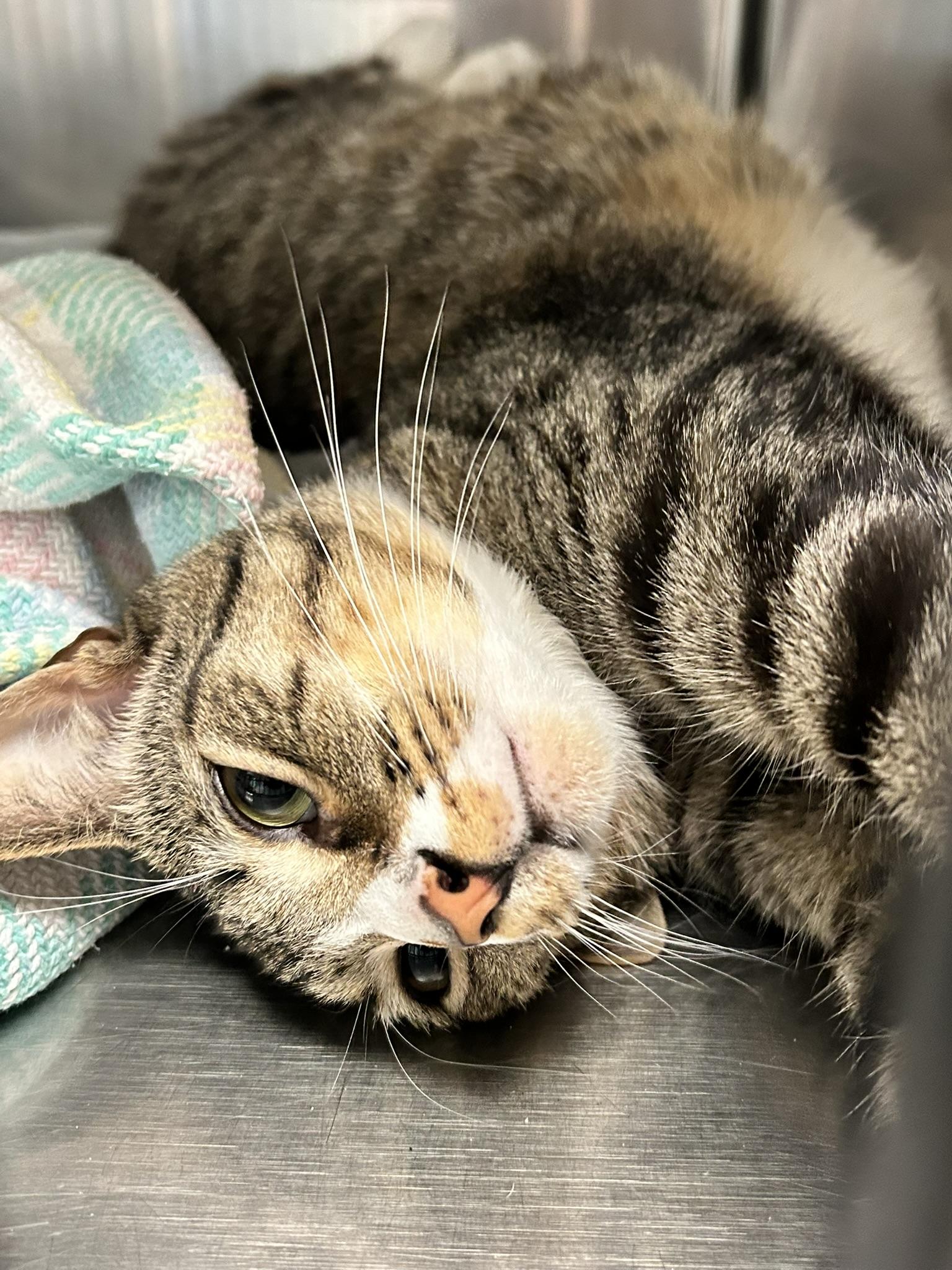 Bode, a ADOPTABLE Domestic Short Hair in Sudbury, MA image 2/3