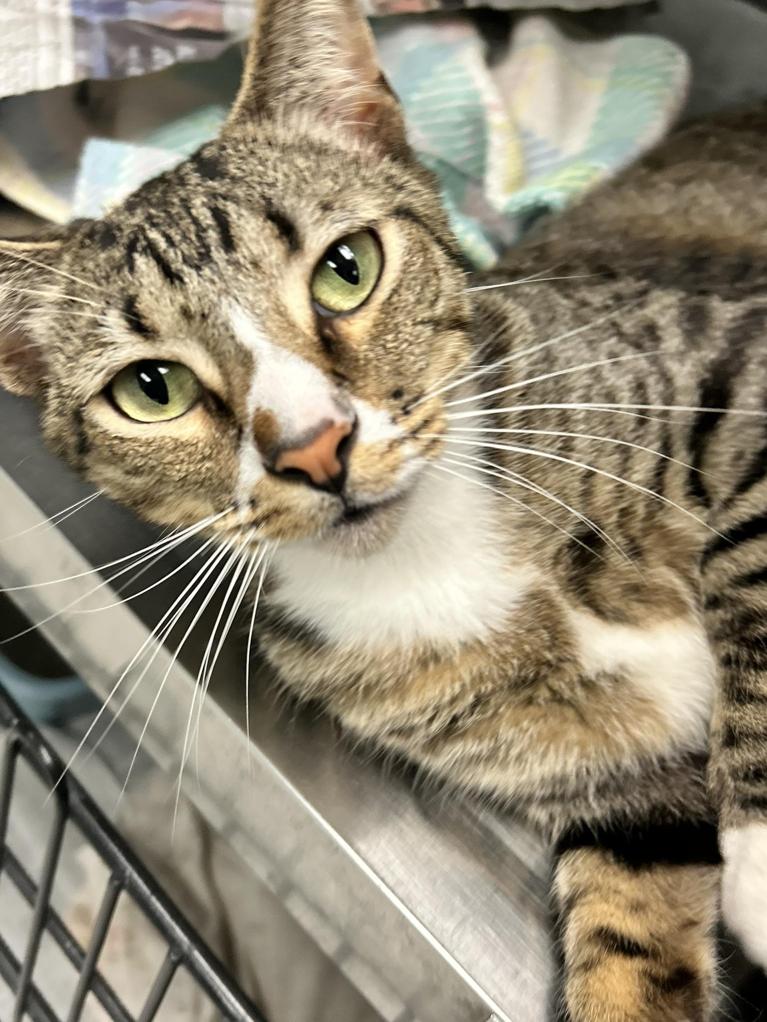 Bode, ADOPTABLE, Adult Male Domestic Short Hair.