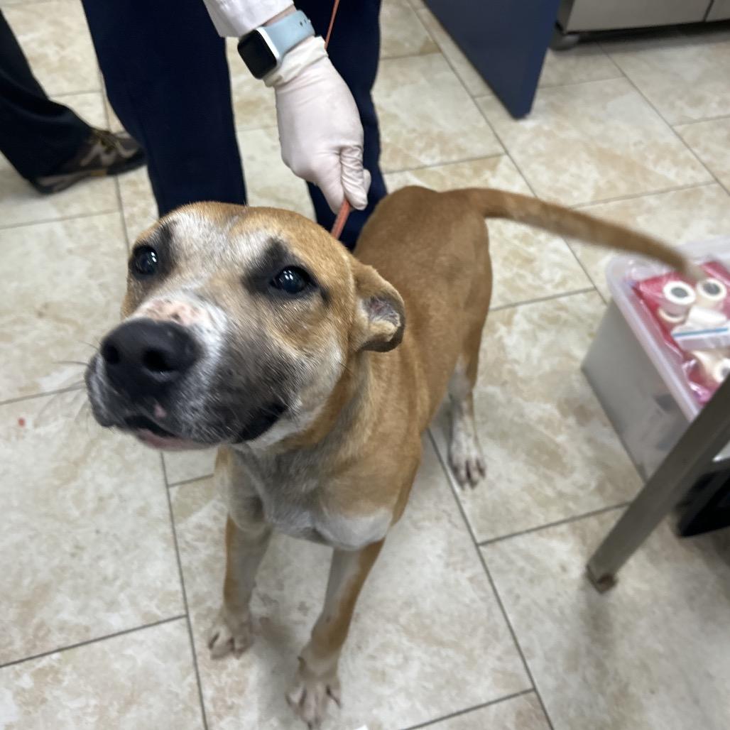 Prince Harry, Adoptable, Adult Male Mixed Breed.