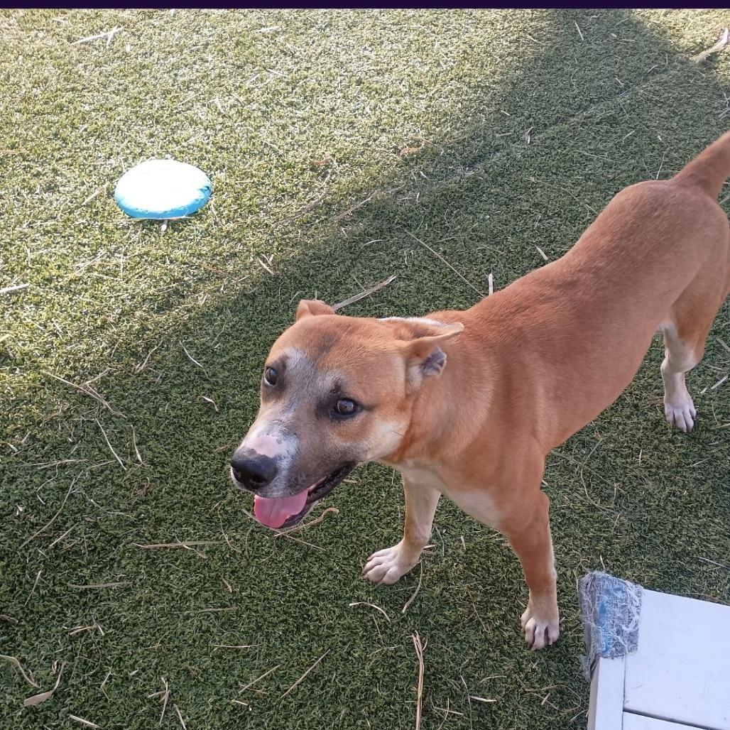 Prince Harry, a Adoptable Mixed Breed in Galveston, TX image 2/6