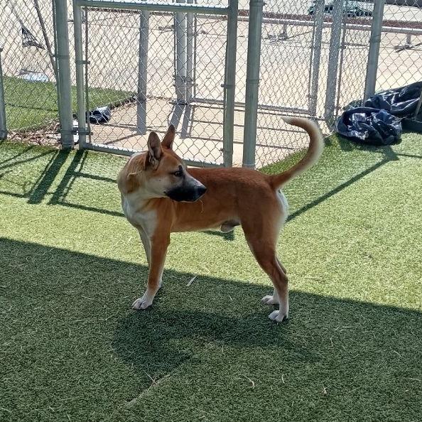 Prince Harry, a Adoptable Mixed Breed in Galveston, TX image 4/6