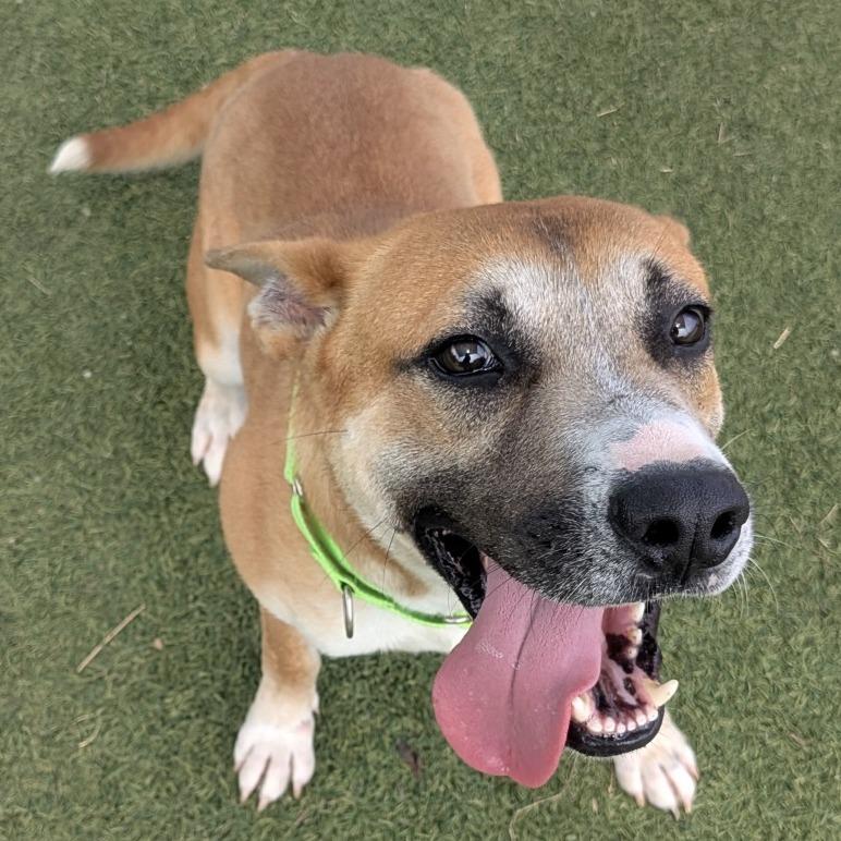 Prince Harry, a Adoptable Mixed Breed in Galveston, TX image 5/6