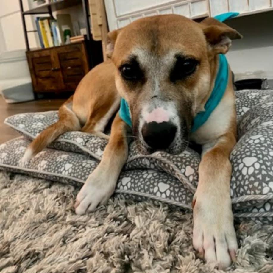 Prince Harry, Adoptable, Adult Male Mixed Breed.