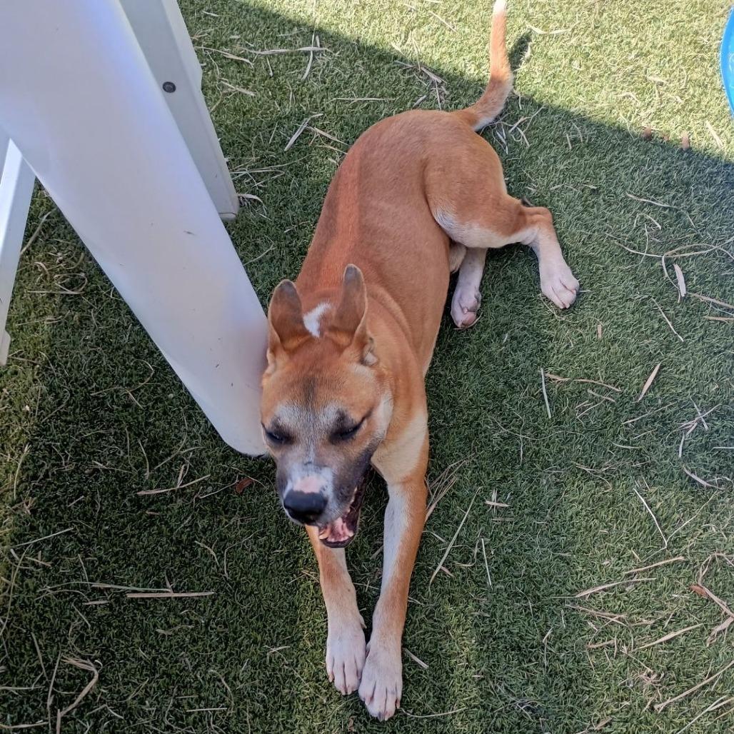 Prince Harry, a Adoptable Mixed Breed in Galveston, TX image 6/6