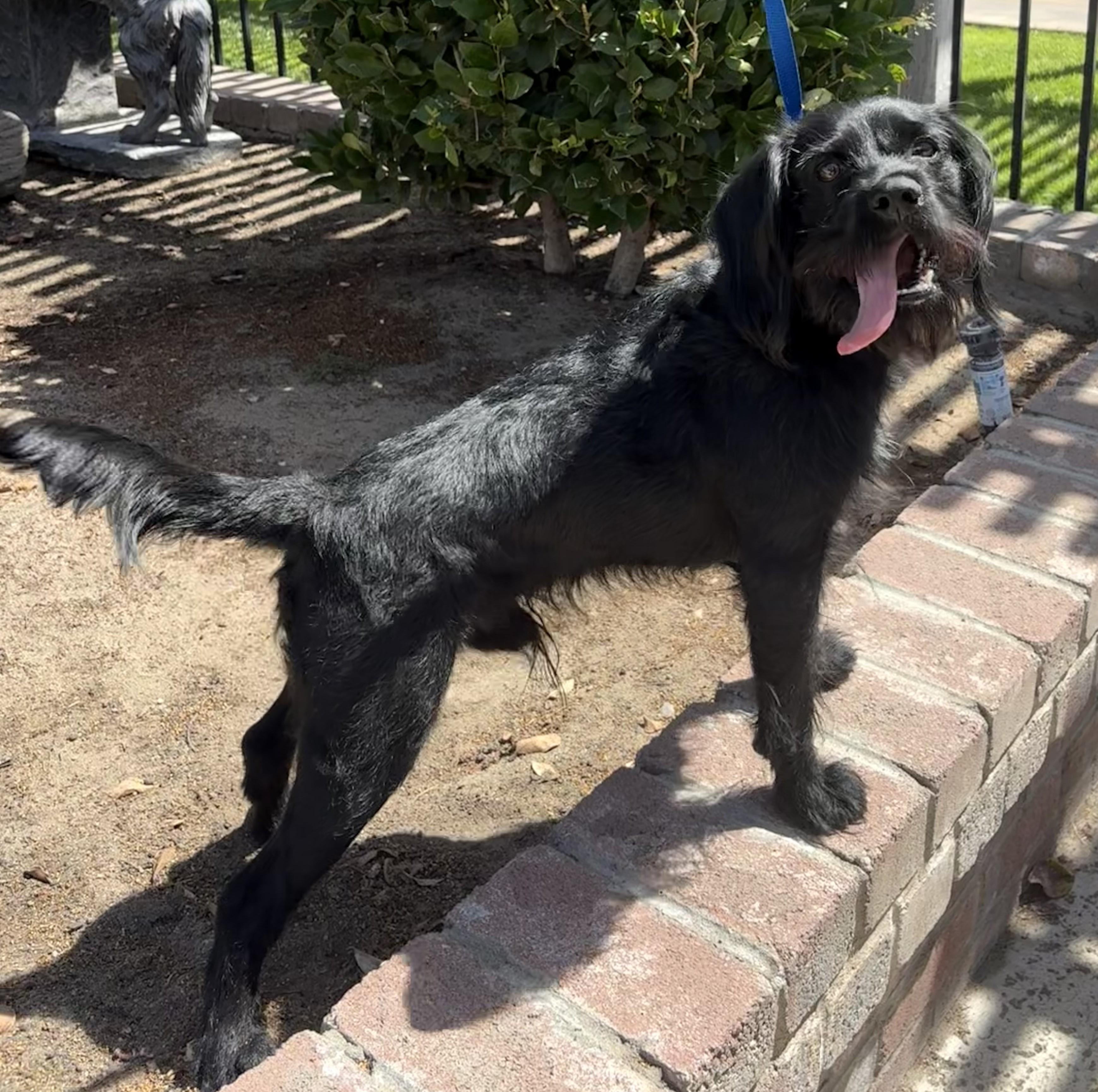 Starky, Adoptable, Young Male English Cocker Spaniel & Schnauzer.